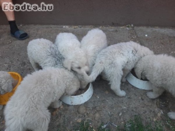 Fehér Kabai kennelből kuvasz kiskutyák eladók