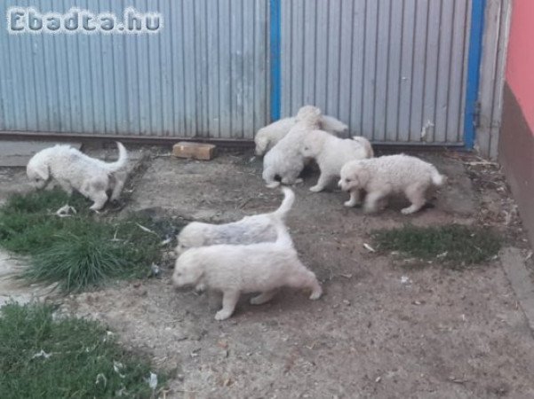 Fehér Kabai kennelből kuvasz kiskutyák eladók