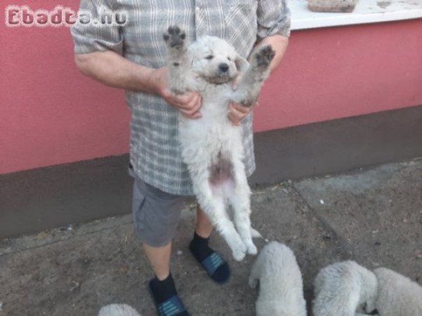 Fehér Kabai kennelből kuvasz kiskutyák eladók