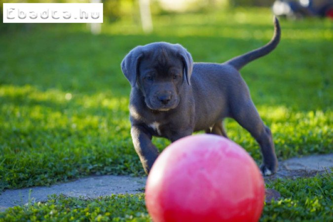 Cane Corso kölykök kék és fekete színben