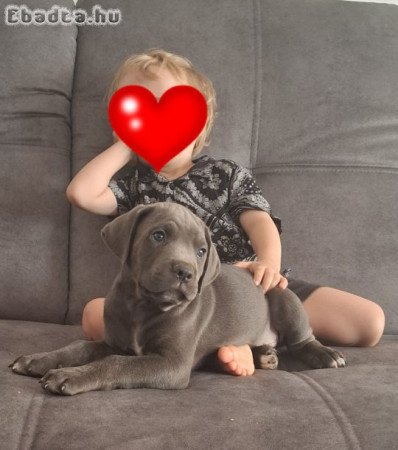 Cane Corso kölykök kék és fekete színben