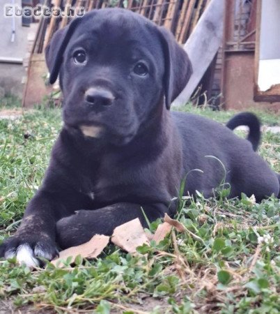 Cane Corso kölykök kék és fekete színben