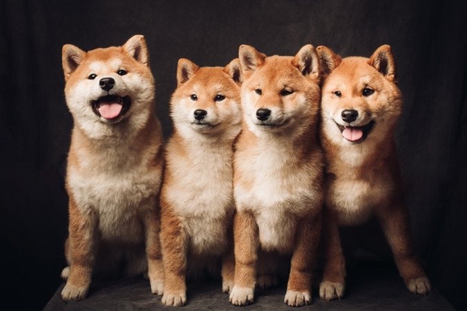 Shiba Inu