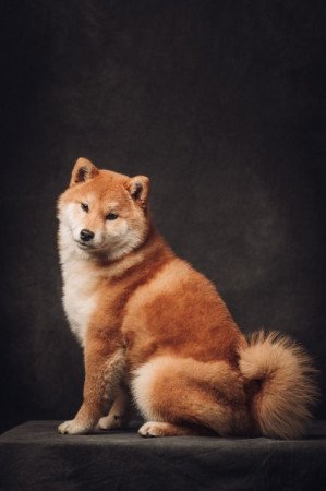 Shiba Inu