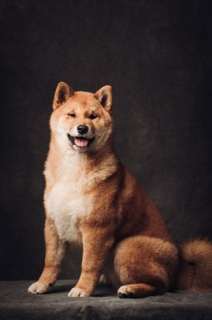 Shiba Inu