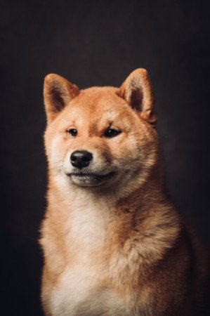 Shiba Inu