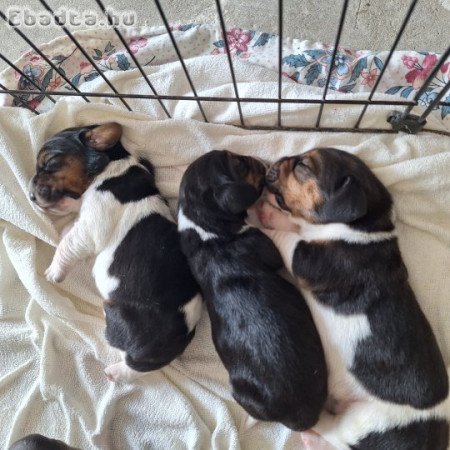 Basset hound kiskutyák