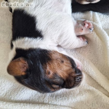 Basset hound kiskutyák