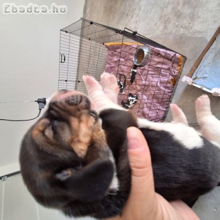 Basset hound kiskutyák