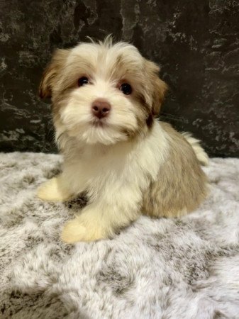 Bichon Havanese