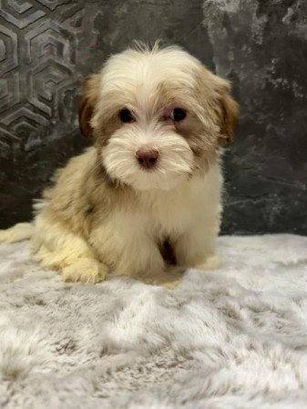 Bichon Havanese