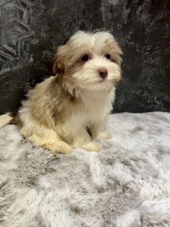 Bichon Havanese