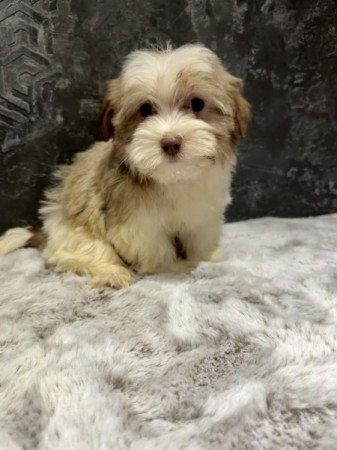 Bichon Havanese