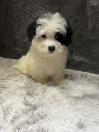 Bichon Havanese