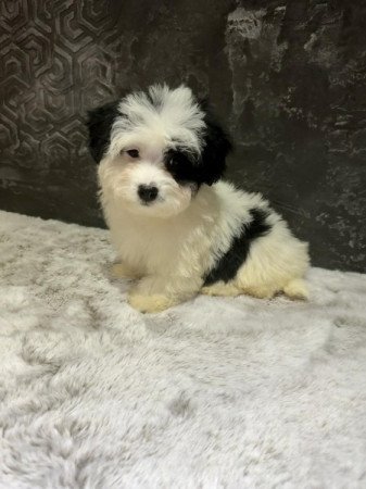 Bichon Havanese