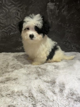 Bichon Havanese