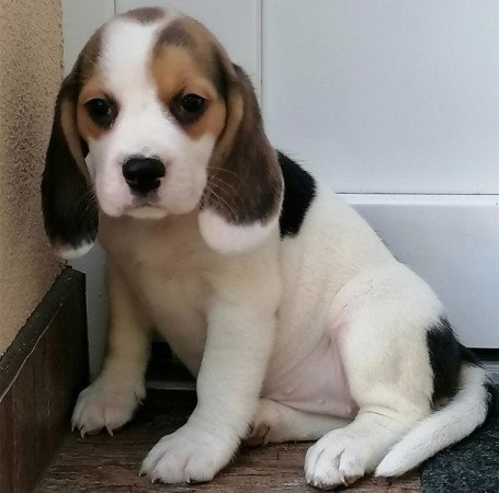 Beagle
