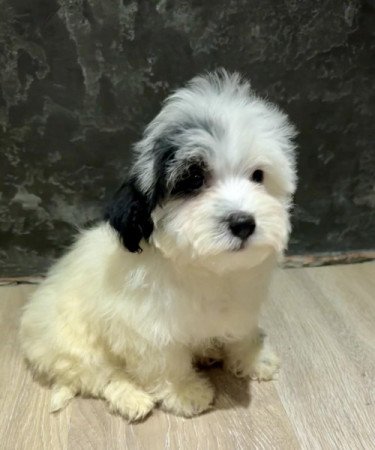 Bichon Havanese