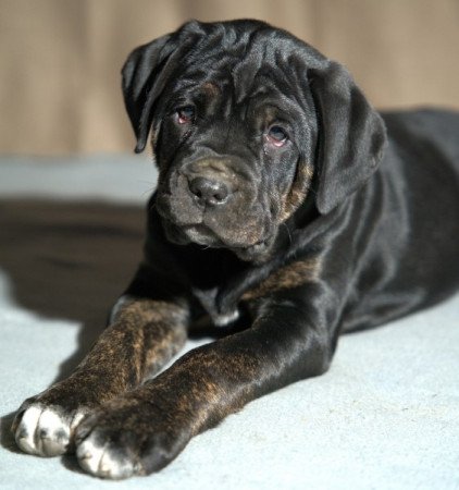 Cane Corso