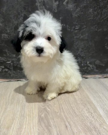 Bichon Havanese