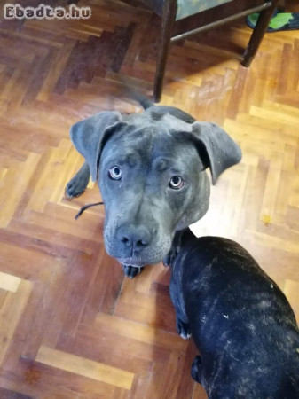 Cane Corso kutyus eladó