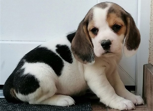 Beagle