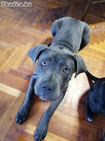 Cane Corso kutyus eladó