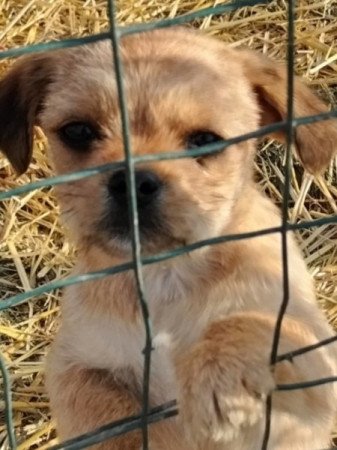 Bichon havanese keverék