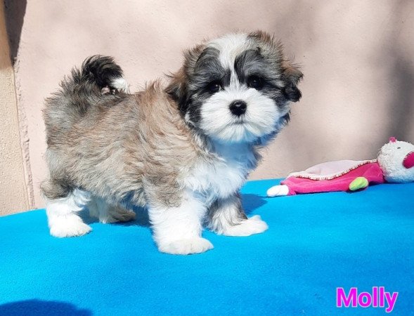 Bichon Havanese