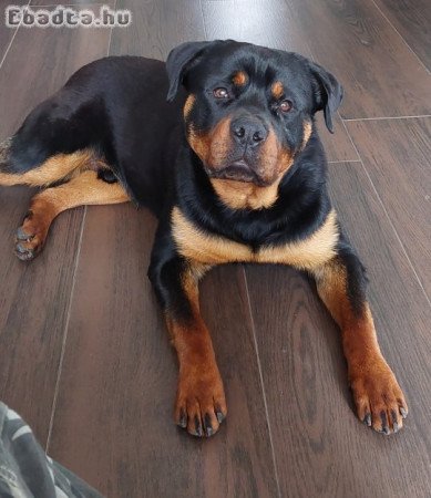 Rottweler kölykök eladók