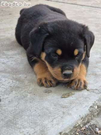 Rottweler kölykök eladók