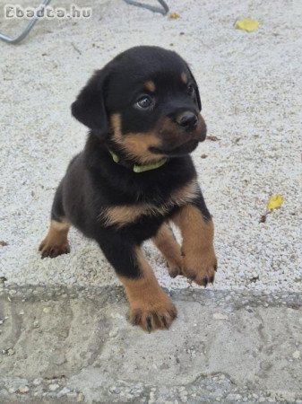 Rottweler kölykök eladók