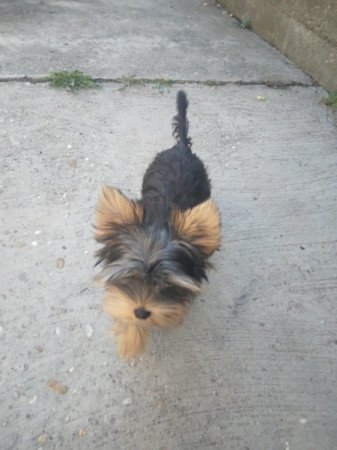 Yorkshire terrier