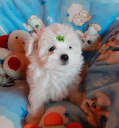 Bichon Havanese