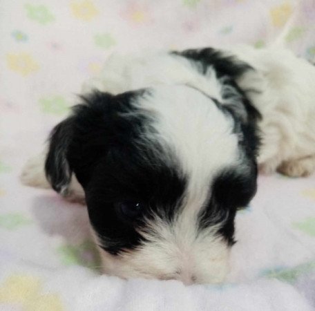 Bichon Havanese