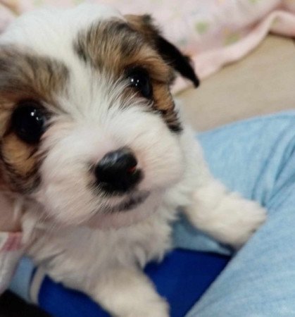 Bichon Havanese