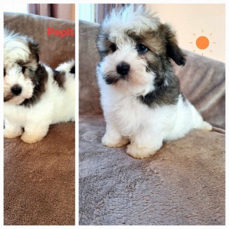 Bichon havanese