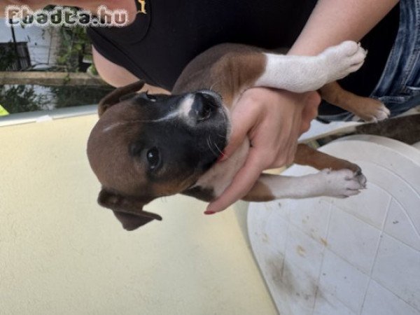 Amerikai stafforshire terrier kolykok