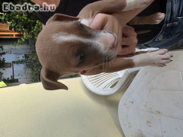 Amerikai stafforshire terrier kolykok