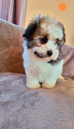 Bichon havanese