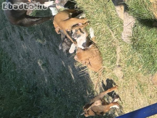 Amerikai stafforshire terrier kolykok