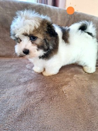 Bichon havanese