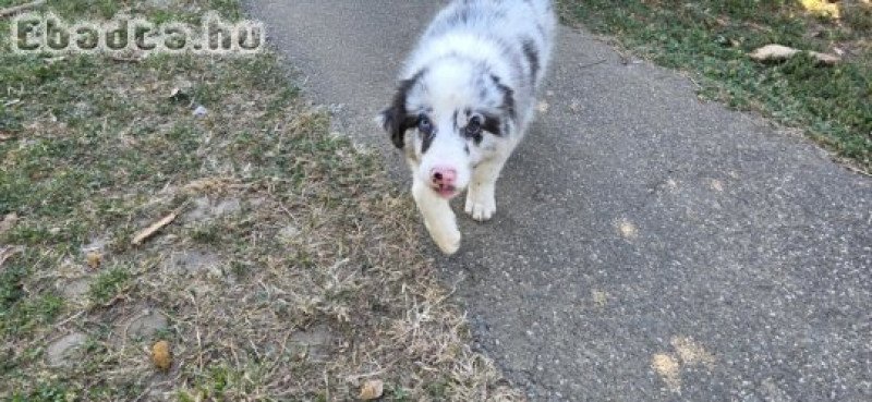 Border Collie kiskutyák
