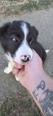 Border Collie kiskutyák