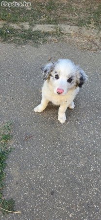 Border Collie kiskutyák