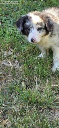 Border Collie kiskutyák
