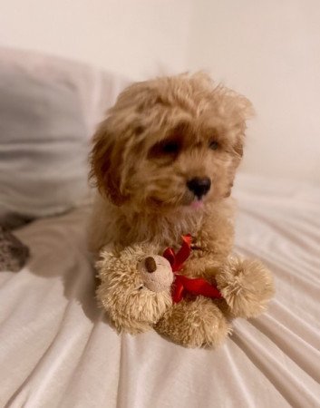 Maltipoo maltai es torpe uszkar