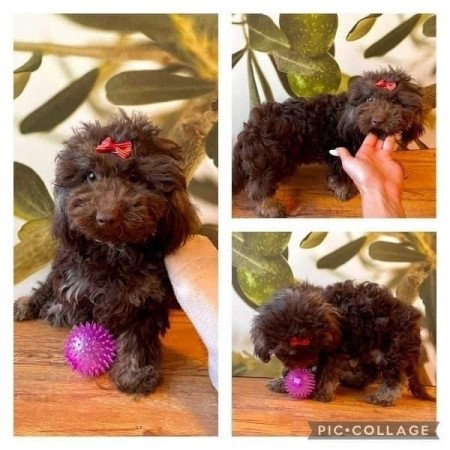 Maltipoo toy uszkar