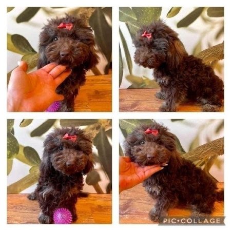 Maltipoo toy uszkar