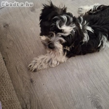 bichon havanese 12 hetes kan kiskutya eladó